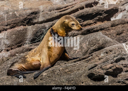 Le lion de mer de Californie femelle avec filet en monofilament autour de son cou sur couple sitting in Beach Chairs, Baja California Sur, Mexique Banque D'Images