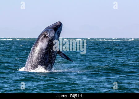 Baleine grise de Californie (veau Eschrichtius robustus) violer dans la lagune de San Ignacio, Baja California Sur, au Mexique, en Amérique du Nord Banque D'Images