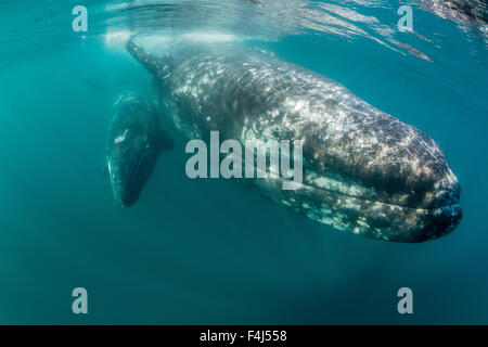 California baleine grise (Eschrichtius robustus) mère et son petit sous l'eau dans la lagune de San Ignacio, Baja California Sur, Mexique Banque D'Images