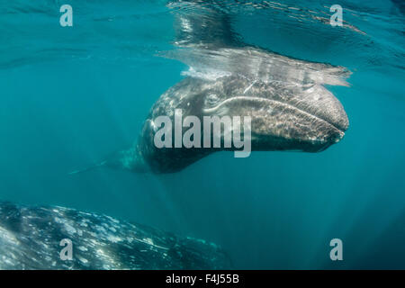 California baleine grise (Eschrichtius robustus) mère et son petit sous l'eau dans la lagune de San Ignacio, Baja California Sur, Mexique Banque D'Images