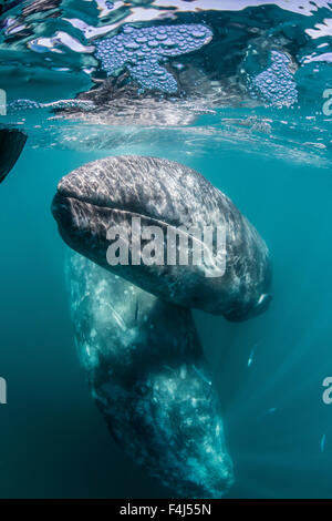 California baleine grise (Eschrichtius robustus) mère et son petit sous l'eau dans la lagune de San Ignacio, Baja California Sur, Mexique Banque D'Images