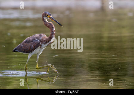 Un adulte Aigrette tricolore (Egretta tricolor) traque ses proies dans un ruisseau, San Jose del Cabo, Baja California Sur, Mexique Banque D'Images