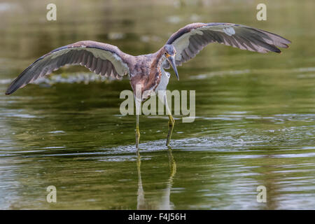 Un adulte Aigrette tricolore (Egretta tricolor) traque ses proies dans un ruisseau, San Jose del Cabo, Baja California Sur, Mexique Banque D'Images