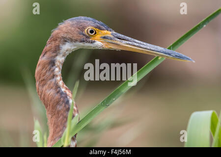 Un adulte Aigrette tricolore (Egretta tricolor), chef détail, San Jose del Cabo, Baja California Sur, au Mexique, en Amérique du Nord Banque D'Images