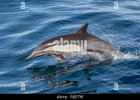 À long bec adultes dolphi commun (Delphinus capensis) sautant près de Isla Carmen, Baja California Sur, au Mexique, en Amérique du Nord Banque D'Images