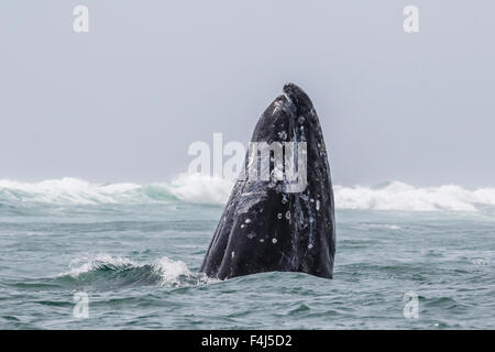 Californie adultes baleine grise (Eschrichtius robustus) spy-hopping dans la lagune de San Ignacio, Baja California Sur, Mexique Banque D'Images