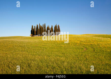 Groupe de cyprès, près de San Quirico d'Orcia (Val d'Orcia), site du patrimoine mondial de l'UNESCO, la province de Sienne, Toscane, Italie Banque D'Images