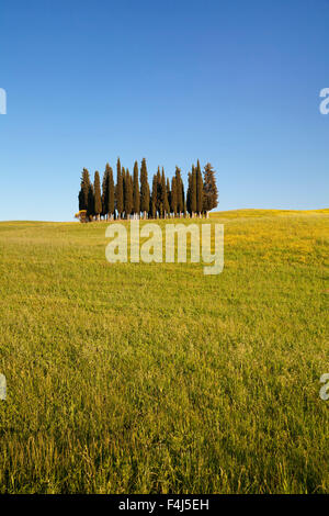 Groupe de cyprès, près de San Quirico d'Orcia (Val d'Orcia), site du patrimoine mondial de l'UNESCO, la province de Sienne, Toscane, Italie Banque D'Images