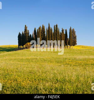 Groupe de cyprès, près de San Quirico d'Orcia (Val d'Orcia), site du patrimoine mondial de l'UNESCO, la province de Sienne, Toscane, Italie Banque D'Images