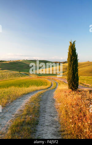 Paysage avec cyprès de Toscane, près de San Quirico d'Orcia (Val d'Orcia), l'UNESCO, la province de Sienne, Toscane, Italie Banque D'Images