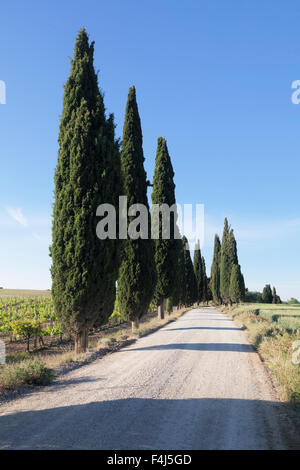 Allée de cyprès, près de Pienza, Val d'Orcia (Val d'Orcia), site du patrimoine mondial de l'UNESCO, la province de Sienne, Toscane, Italie Banque D'Images