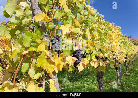 Vignobles avec des raisins de vin rouge en automne, Uhlbach, Baden-Wurttemberg, Germany, Europe Banque D'Images