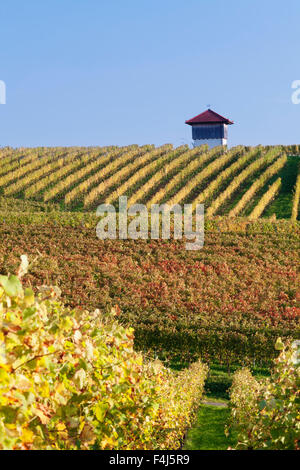 Cottage dans les vignes en automne, Uhlbach, Baden-Wurttemberg, Germany, Europe Banque D'Images