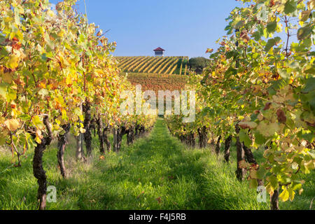 Cottage dans les vignes en automne, Uhlbach, Baden-Wurttemberg, Germany, Europe Banque D'Images