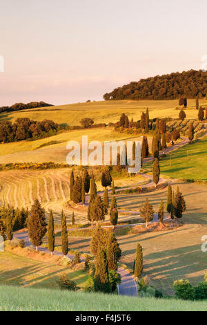 Liend Route de cyprès, Monticchiello, Val d'Orcia (Val d'Orcia), site du patrimoine mondial de l'UNESCO, la province de Sienne, Toscane, Italie Banque D'Images