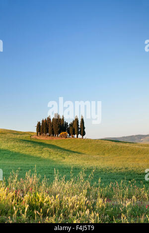 Groupe de cyprès, près de San Quirico d'Orcia (Val d'Orcia), site du patrimoine mondial de l'UNESCO, la province de Sienne, Toscane, Italie Banque D'Images