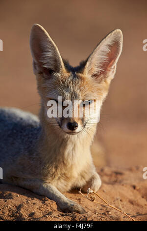 Cape Fox, Kgalagadi Transfrontier Park, qui englobe l'ancien Kalahari Gemsbok National Park, Afrique du Sud Banque D'Images