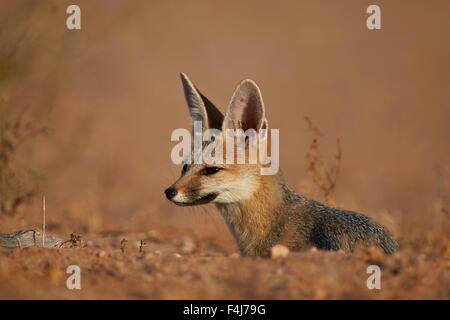 Cape Fox, Kgalagadi Transfrontier Park, qui englobe l'ancien Kalahari Gemsbok National Park, Afrique du Sud Banque D'Images