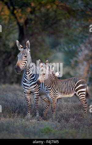 Zèbre de montagne du cap (Equus zebra zebra) mare et son poulain, Mountain Zebra National Park, Afrique du Sud, l'Afrique Banque D'Images