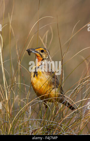 Orange-throated longclaw (Cape longclaw) (Macronyx capensis) avec un insecte, Mountain Zebra National Park, Afrique du Sud, l'Afrique Banque D'Images