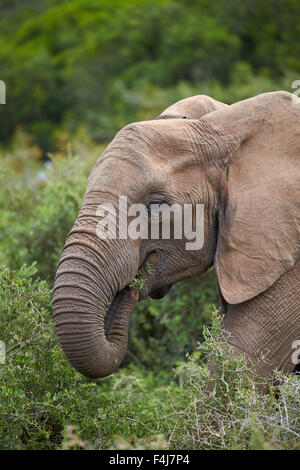 L'éléphant africain (Loxodonta africana) alimentation, Addo Elephant National Park, Afrique du Sud, l'Afrique Banque D'Images