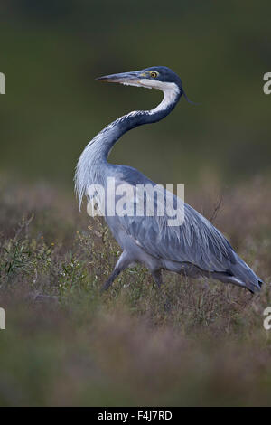 Héron à tête noire (Ardea melanocephala), l'Addo Elephant National Park, Afrique du Sud, l'Afrique Banque D'Images