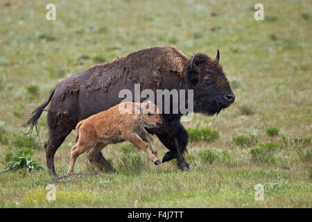 Bison (Bison bison) vache et veau sous la pluie, le Parc National de Yellowstone, Wyoming, United States of America Banque D'Images