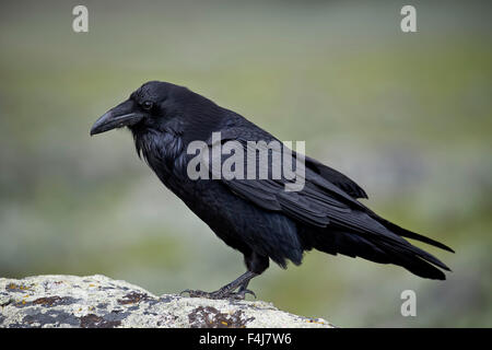 Grand corbeau (Corvus corax), le Parc National de Yellowstone, Wyoming, États-Unis d'Amérique, Amérique du Nord Banque D'Images