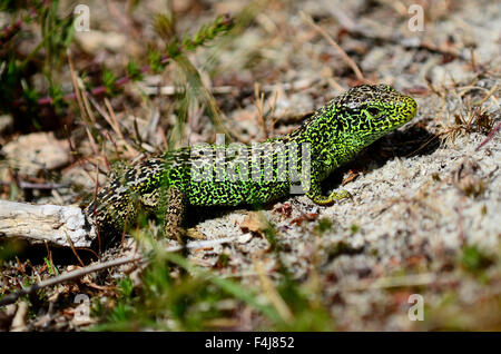 lézard de sable Banque D'Images