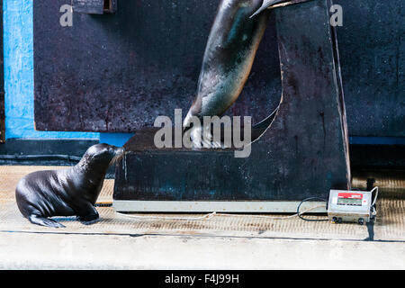 Le zoo de Whipsnade, Bedfordshire, Royaume-Uni, le 26 août 2015. Sealion bébé à côté d'Oscar d'une balance au cours de l'assemblée annuelle du zoo de pesée. Banque D'Images