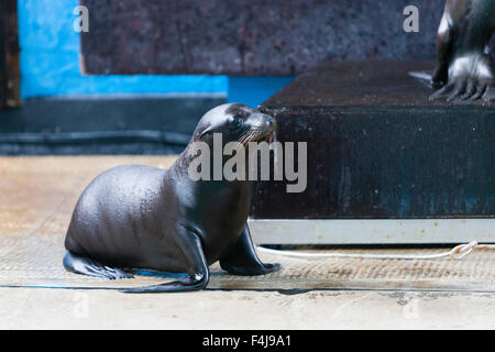 Le zoo de Whipsnade, Bedfordshire, Royaume-Uni, le 26 août 2015. Au cours de l'Oscar sealion bébé annuel du zoo de pesée. Banque D'Images