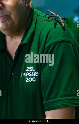 Le zoo de Whipsnade, Bedfordshire, Royaume-Uni, le 26 août 2015. ZSL keeper Trevor Moxey avec une Guinée phasme épineux géant Banque D'Images