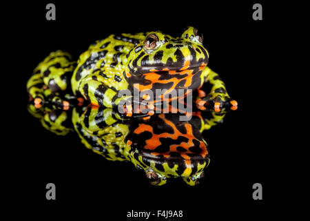 Feu Oriental-bellied toad, Bombina orientalis Banque D'Images