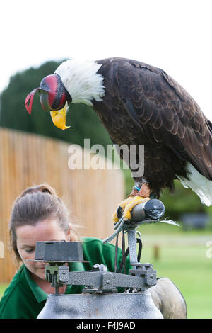 Le zoo de Whipsnade, Bedfordshire, Royaume-Uni, le 26 août 2015. ZSL keeper Becky Feenan avec Apache le pygargue à tête blanche (hooded) Banque D'Images