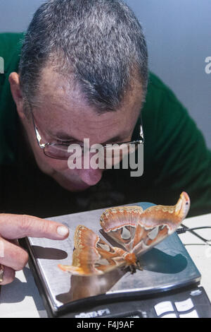 Le zoo de Whipsnade, Bedfordshire, Royaume-Uni, le 26 août 2015. ZSL keeper Trevor Moxey avec une espèce au cours de l'année du zoo de pesée. Banque D'Images