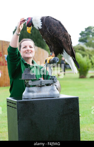 Le zoo de Whipsnade, Bedfordshire, Royaume-Uni, le 26 août 2015. ZSL keeper Becky Feenan avec Apache le pygargue à tête blanche (hooded) Banque D'Images