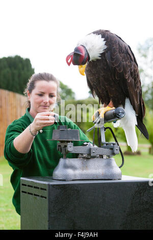 Le zoo de Whipsnade, Bedfordshire, Royaume-Uni, le 26 août 2015. ZSL keeper Becky Feenan avec Apache le pygargue à tête blanche (hooded) Banque D'Images