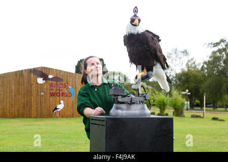 Le zoo de Whipsnade, Bedfordshire, Royaume-Uni, le 26 août 2015. ZSL keeper Becky Feenan avec Apache le pygargue à tête blanche (hooded) Banque D'Images