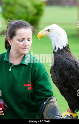 Le zoo de Whipsnade, Bedfordshire, Royaume-Uni, le 26 août 2015. ZSL keeper Becky Feenan avec Apache le pygargue à tête blanche Banque D'Images