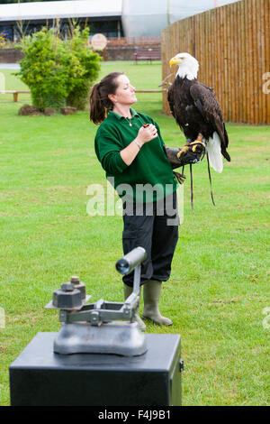 Le zoo de Whipsnade, Bedfordshire, Royaume-Uni, le 26 août 2015. ZSL keeper Becky Feenan avec Apache le pygargue à tête blanche au cours de l'assemblée annuelle du zoo nous Banque D'Images