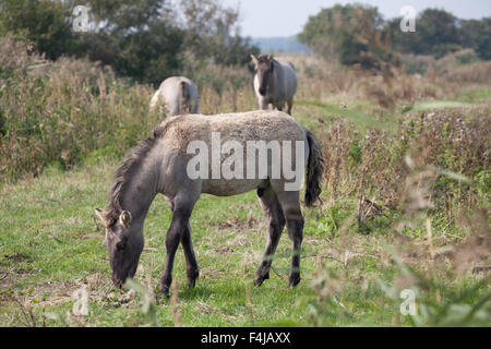Jeune poulain konik mange de l'herbe à la réserve RSPB Minsmere Suffolk en Angleterre avec deux chevaux konik en arrière-plan Banque D'Images