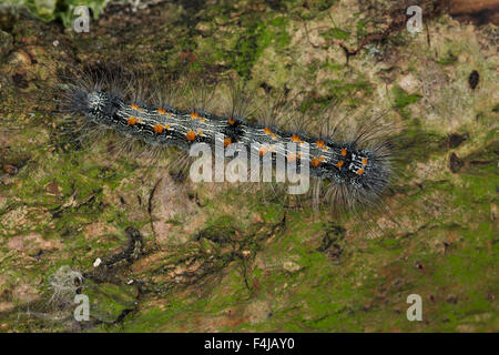 Four-spotted Valet, Caterpillar, Vierpunkt-Flechtenbär Vierpunkt-Flechtenbärchen Flechtenbär,, Großer, Raupe, Lithosia quadra Banque D'Images