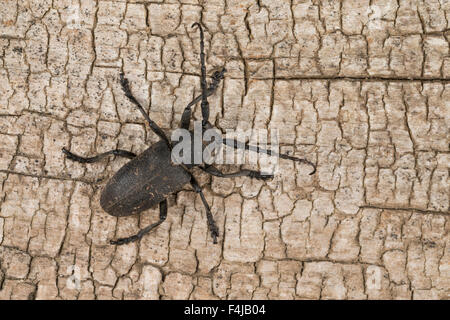 Weaver beetle, Weberbock Weber-Bock, Lamia textor, Pachystola, Textor, le Lamie tisserand Banque D'Images