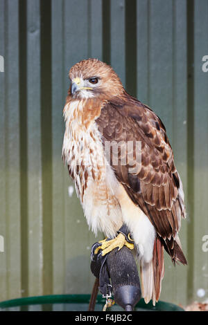 Une Buse à queue rouge en captivité,Buteo jamaicensis sur son perchoir, Banque D'Images