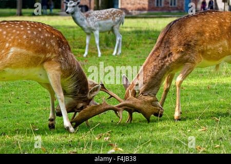 Le daim à Dunham Massey Hall Deer Park, parc de Dunham, Altrincham, Trafford, Greater Manchester. Banque D'Images