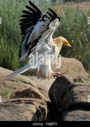 Percnoptère (Neophron percnopterus) landing, Faia Brava Réserver, vallée de l'aco, Portugal, Mai Banque D'Images