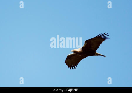 L'Espagnol L'aigle impérial (Aquila adalberti) en vol, Estrémadure, Espagne, Avril 2009, espèces vulnérables Banque D'Images