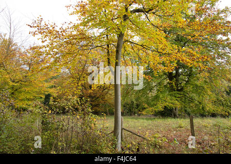 Blackbush & vingt acres Shaw, Cudham, Greater London, Angleterre, Royaume-Uni Banque D'Images