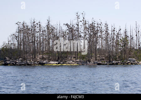 Péninsule scandinave, en Suède, Stockholm, vue sur le lac d'arbres en arrière-plan Banque D'Images