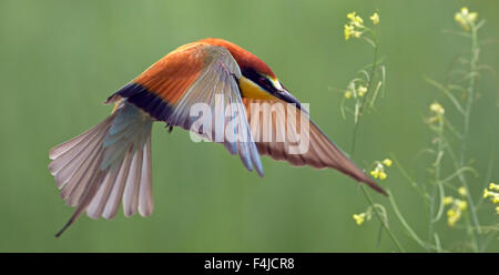 Guêpier d'Europe (Merops apiaster) en vol, Pusztaszer, Hongrie, Mai 2008 Banque D'Images